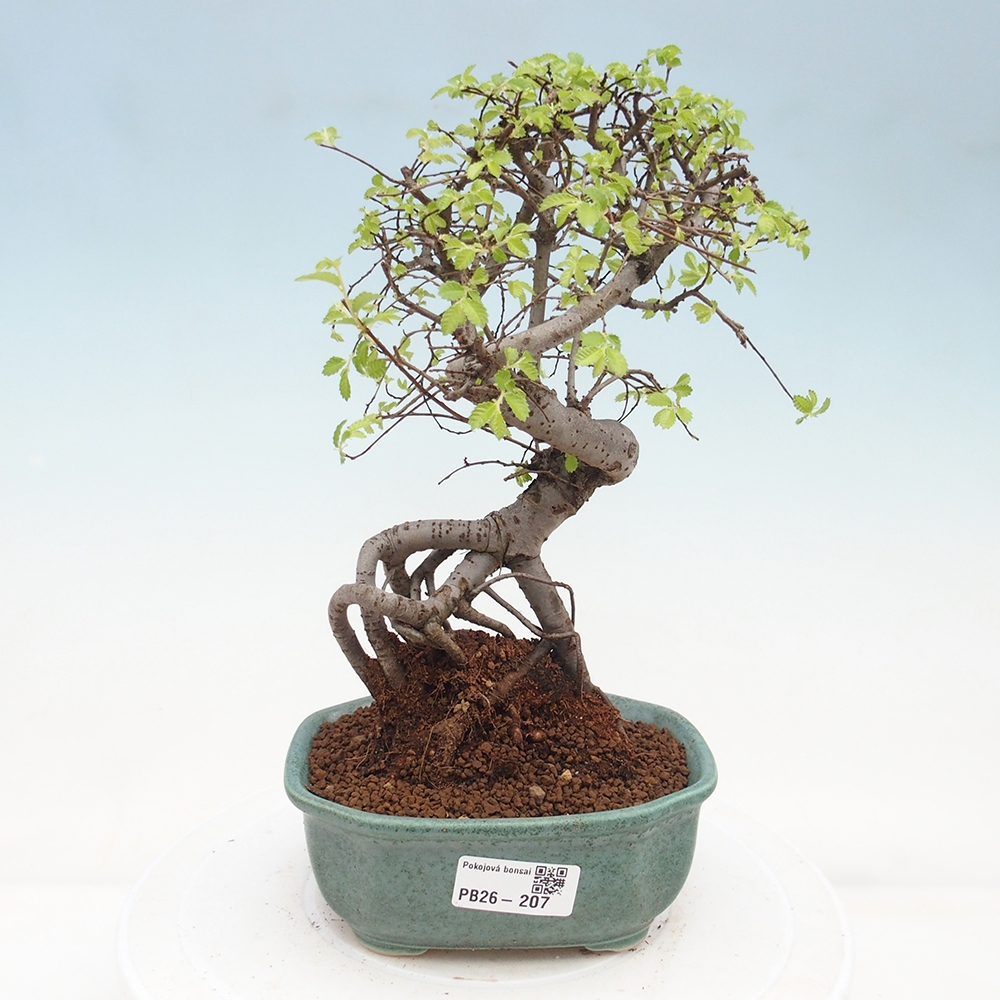 Pokój bonsai - Ulmus parvifolia - Wiąz drobnolistny