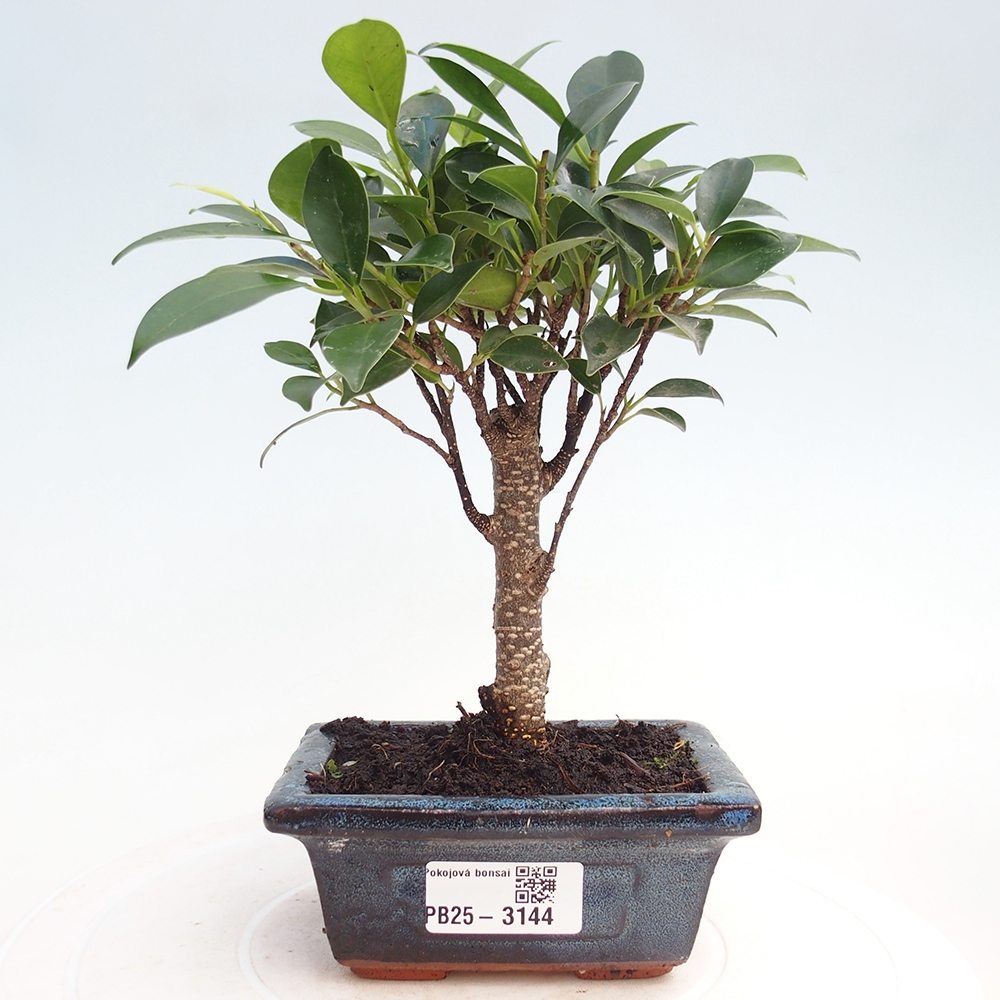 Pokój bonsai Ficus retusa kimmen