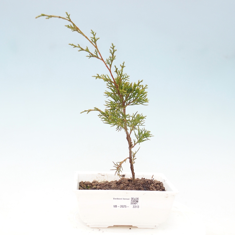 Outdoor bonsai - Juniperus chinensis Itoigawa - Jałowiec chiński