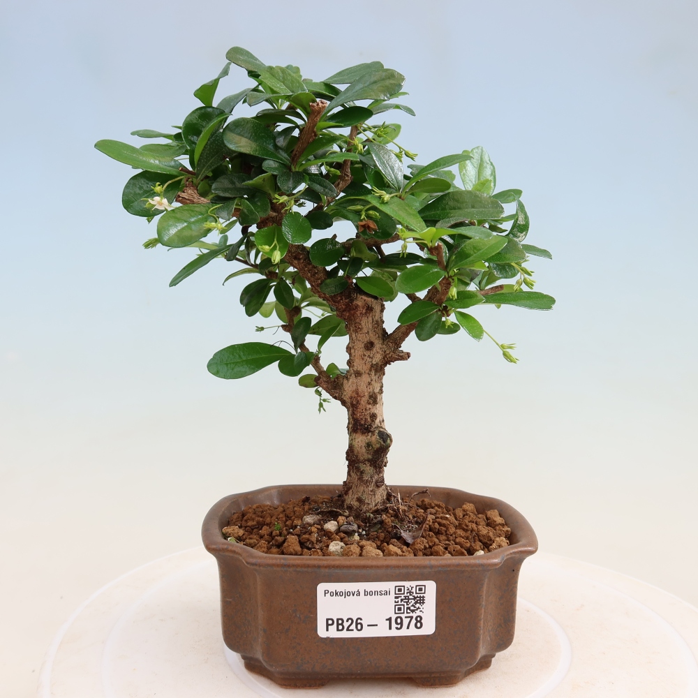 Bonsai pokojowe - Carmona macrophylla - Tea fuki