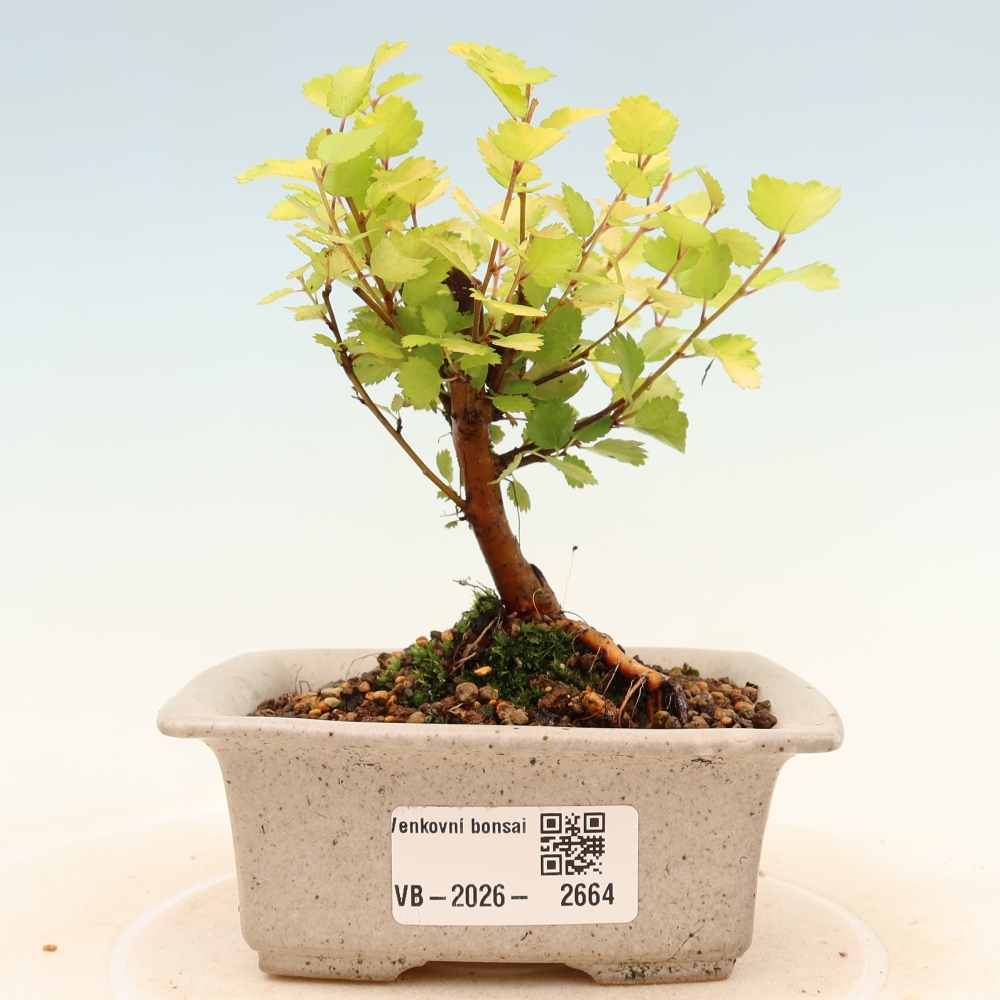 Bonsai ogrodowe – brzoza karłowata – Betula NANA Golden Treasure