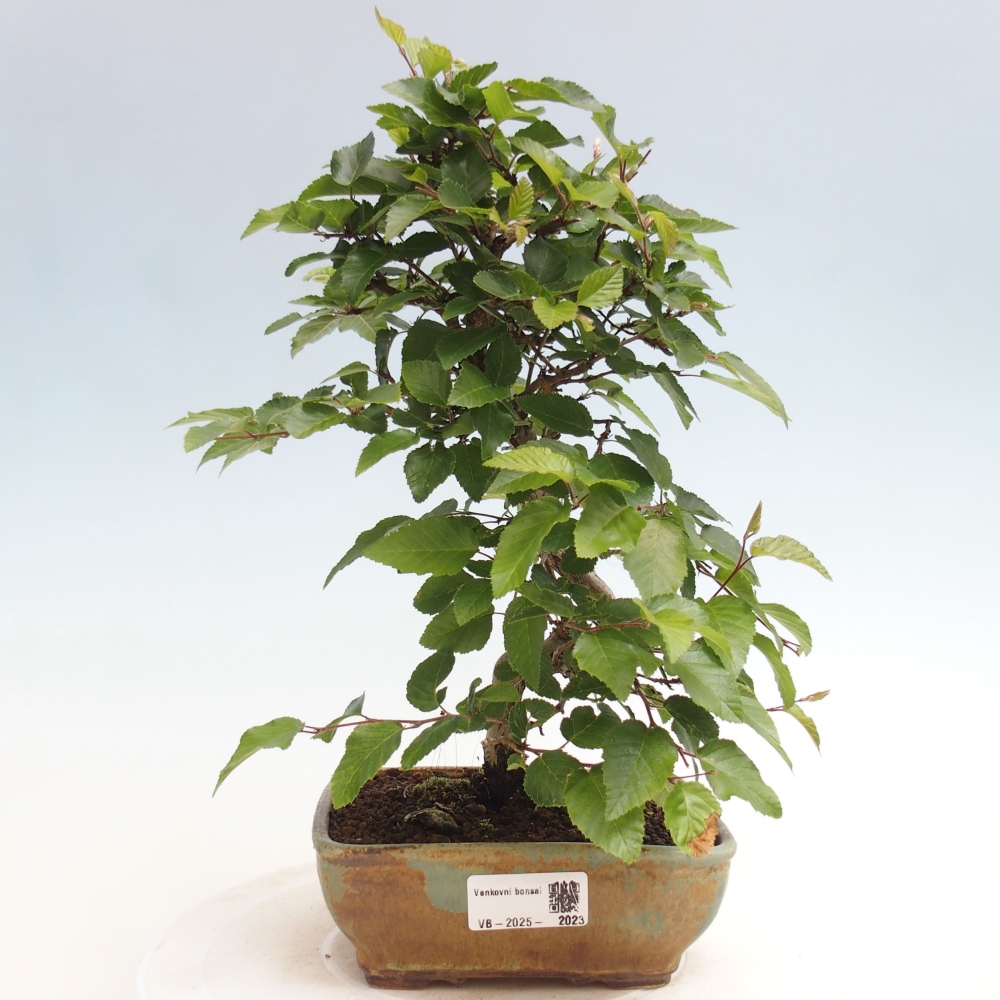 Bonsai zewnętrzne -Carpinus CARPINOIDES - grab koreański