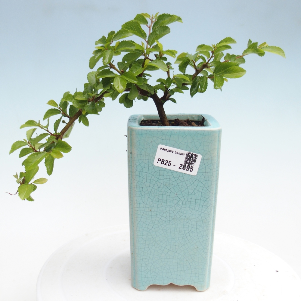 Kryty bonsai - Grewia occidentalis - Lawendowa gwiazda