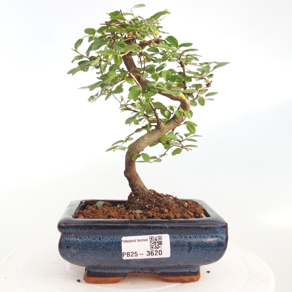 Pokój bonsai - Ulmus parvifolia - Wiąz drobnolistny