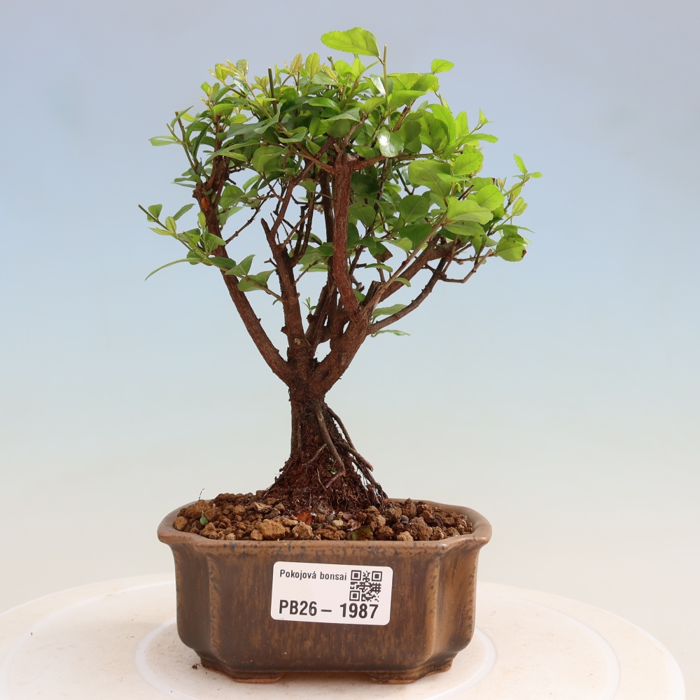 Bonsai pokojowe - Sageretia thea - Sageretia thea