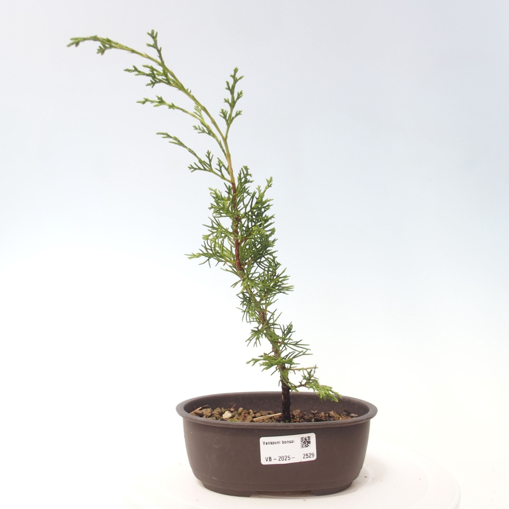 Outdoor bonsai - Juniperus chinensis Itoigawa - Jałowiec chiński