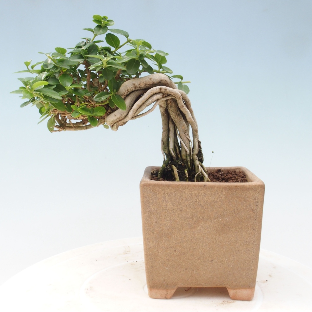 Bonsai wewnętrzne - Premna serratifolia - Kozlovon drobnolistny