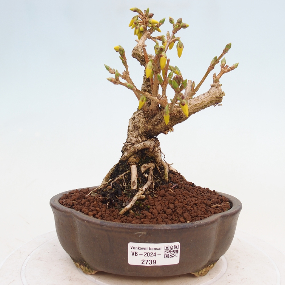 Bonsai plenerowe - Forsythia - Forsythia intermedia 