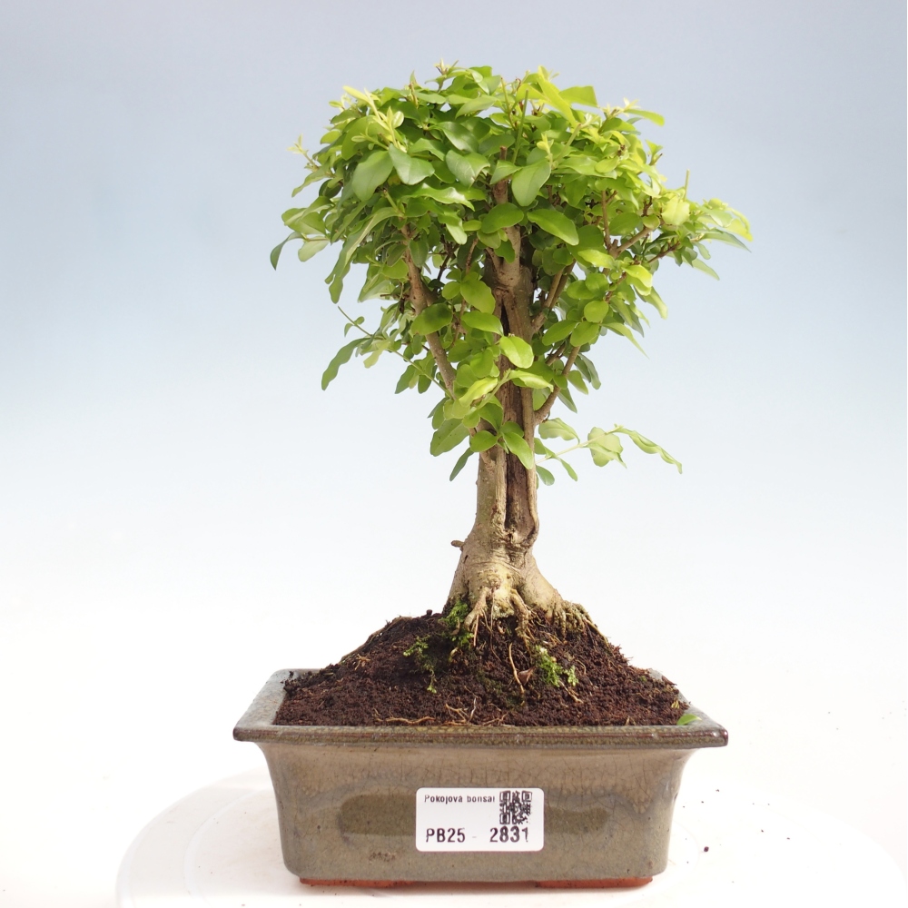Kryte bonsai - Ligustrum chinensis - widok z lotu ptaka
