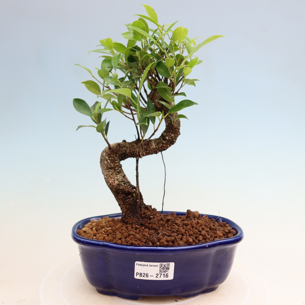 Pokój bonsai - Ficus kimmen - figowiec drobnolistny