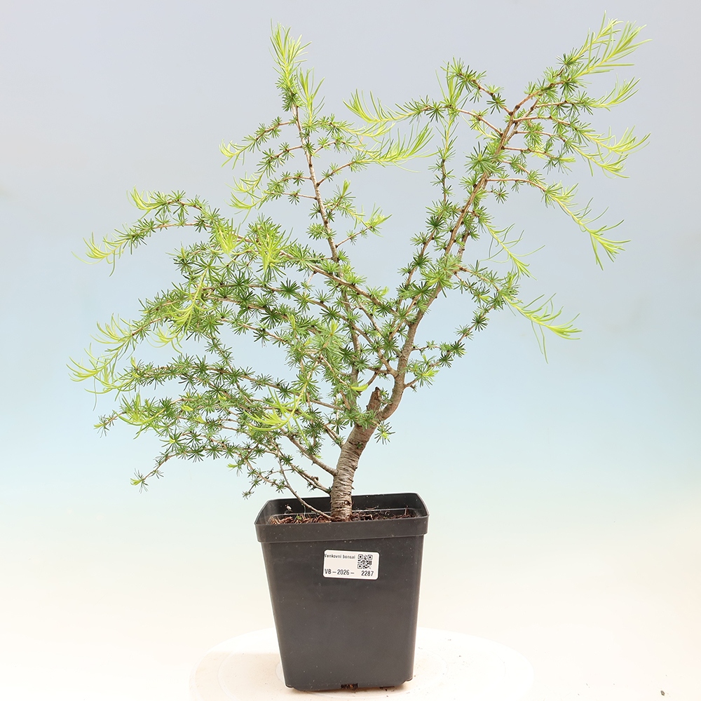 Bonsai zewnętrzne - Larix decidua - Modrzew