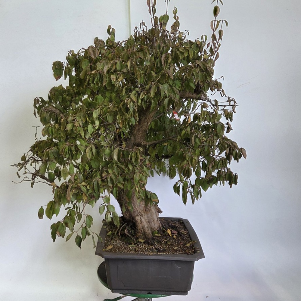 Dereń bonsai na zewnątrz - Cornus Mas
