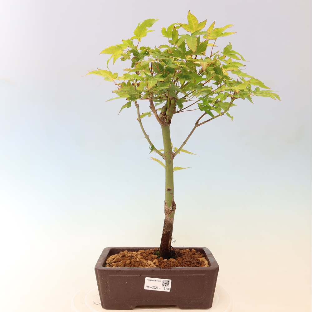 Acer palmatum Aureum - złoty klon