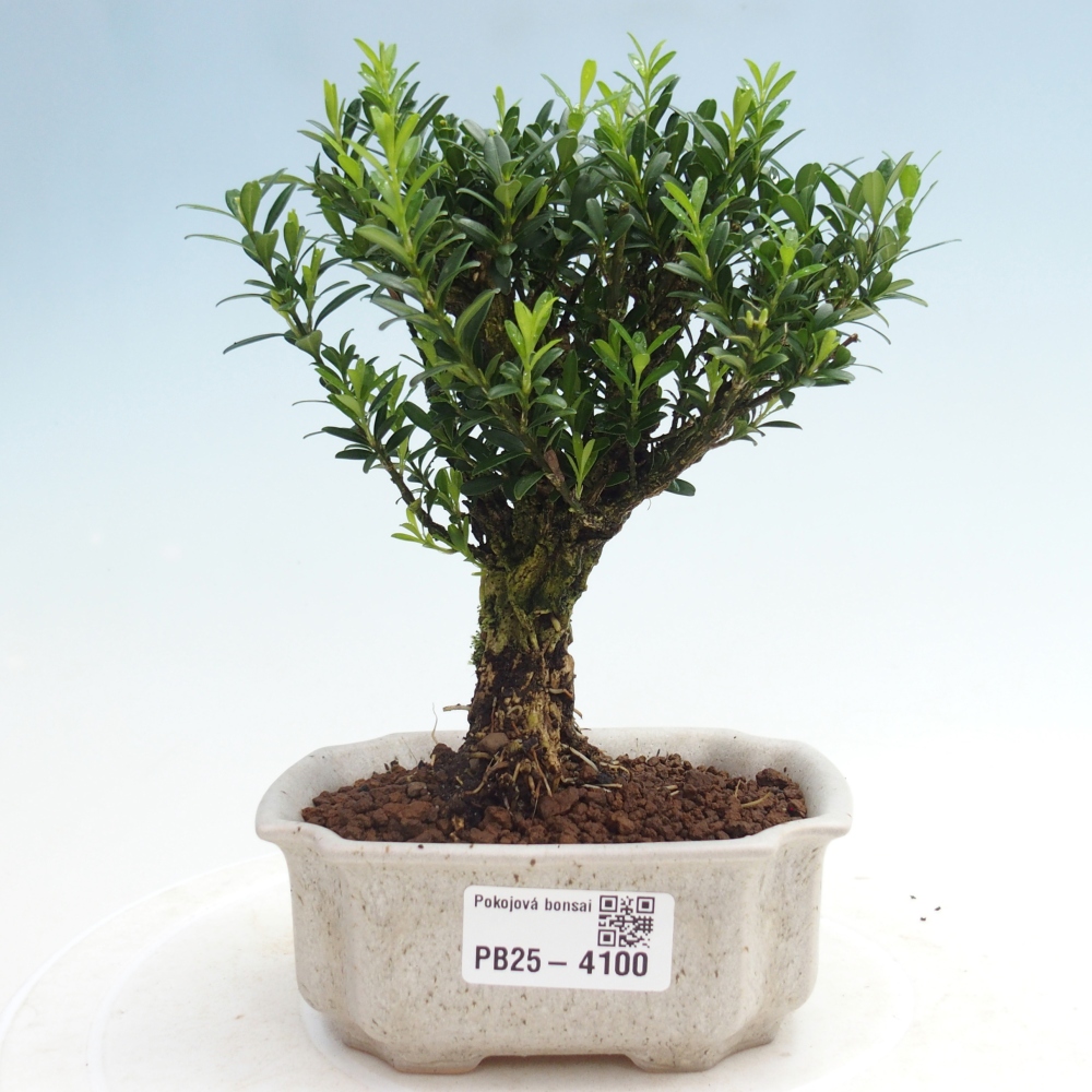Pokój bonsai - Buxus harlandii - buxus korkowy