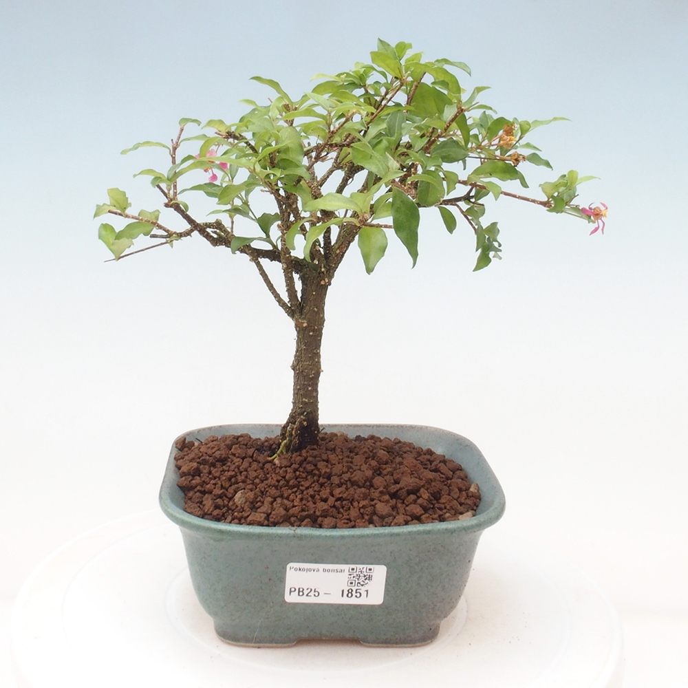 Bonsai pokojowe - Malpighia coccigera - Wiśnia Barbdorska