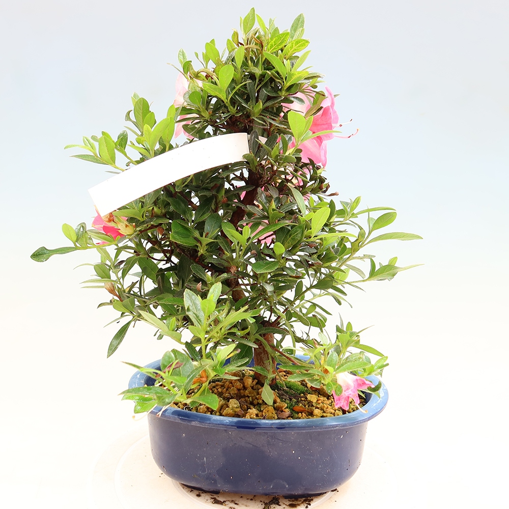 Bonsai zewnętrzne - Azalia japońska - Azalia Santoka