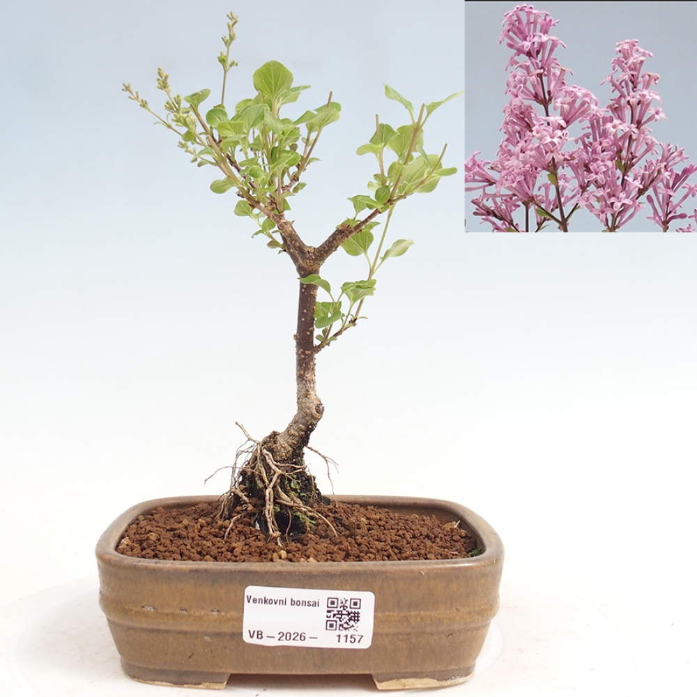Outdoor bonsai - Syringa Meyeri Palibin - Lilak Meyera