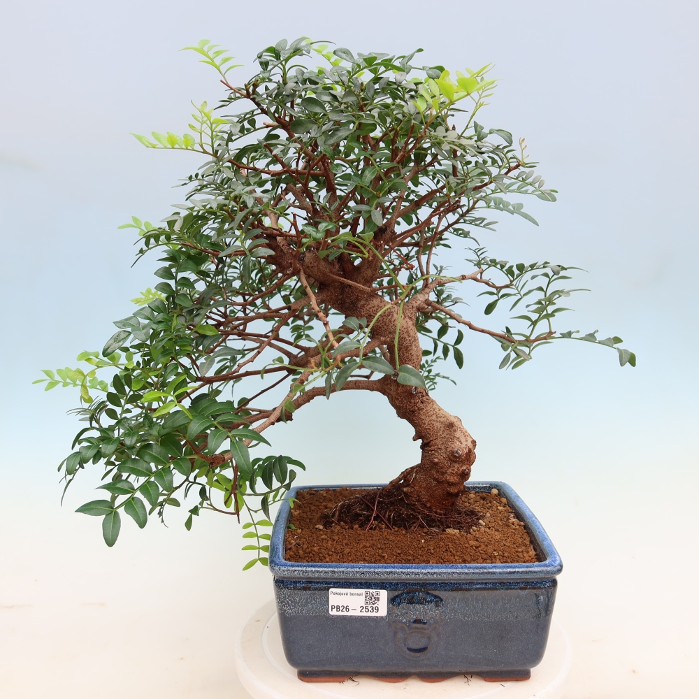 Bonsai pokojowe – Pistacia Lentiscus – Pistacja