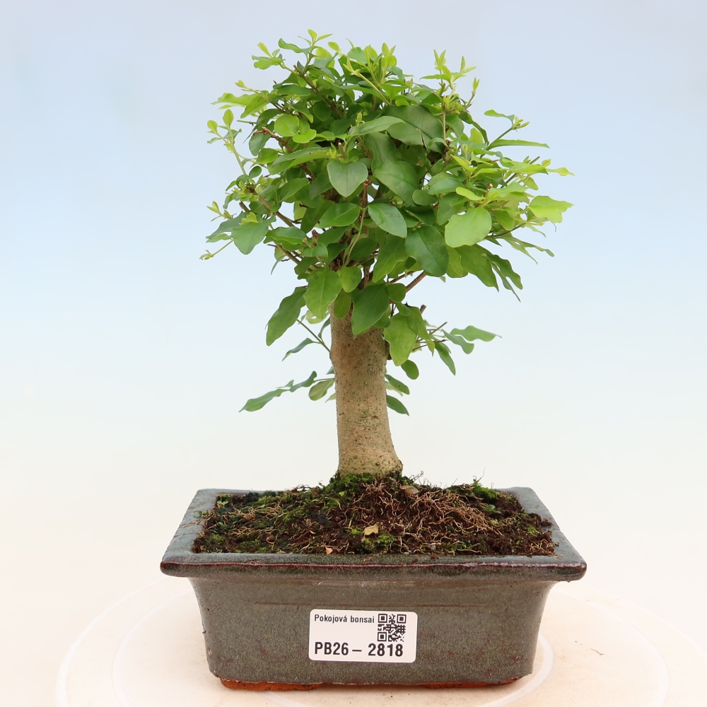 Pokój bonsai - Ligustrum chinensis - Dziób ptaka