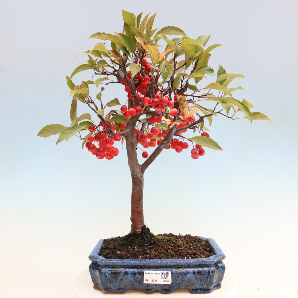 Outdoor bonsai - Malus domestica - Jabłoń czerwonolistna o małych owocach