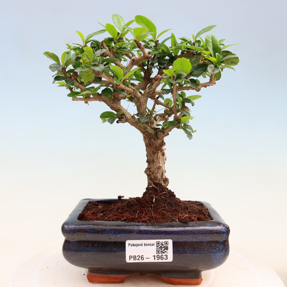 Bonsai pokojowe - Carmona macrophylla - Tea fuki