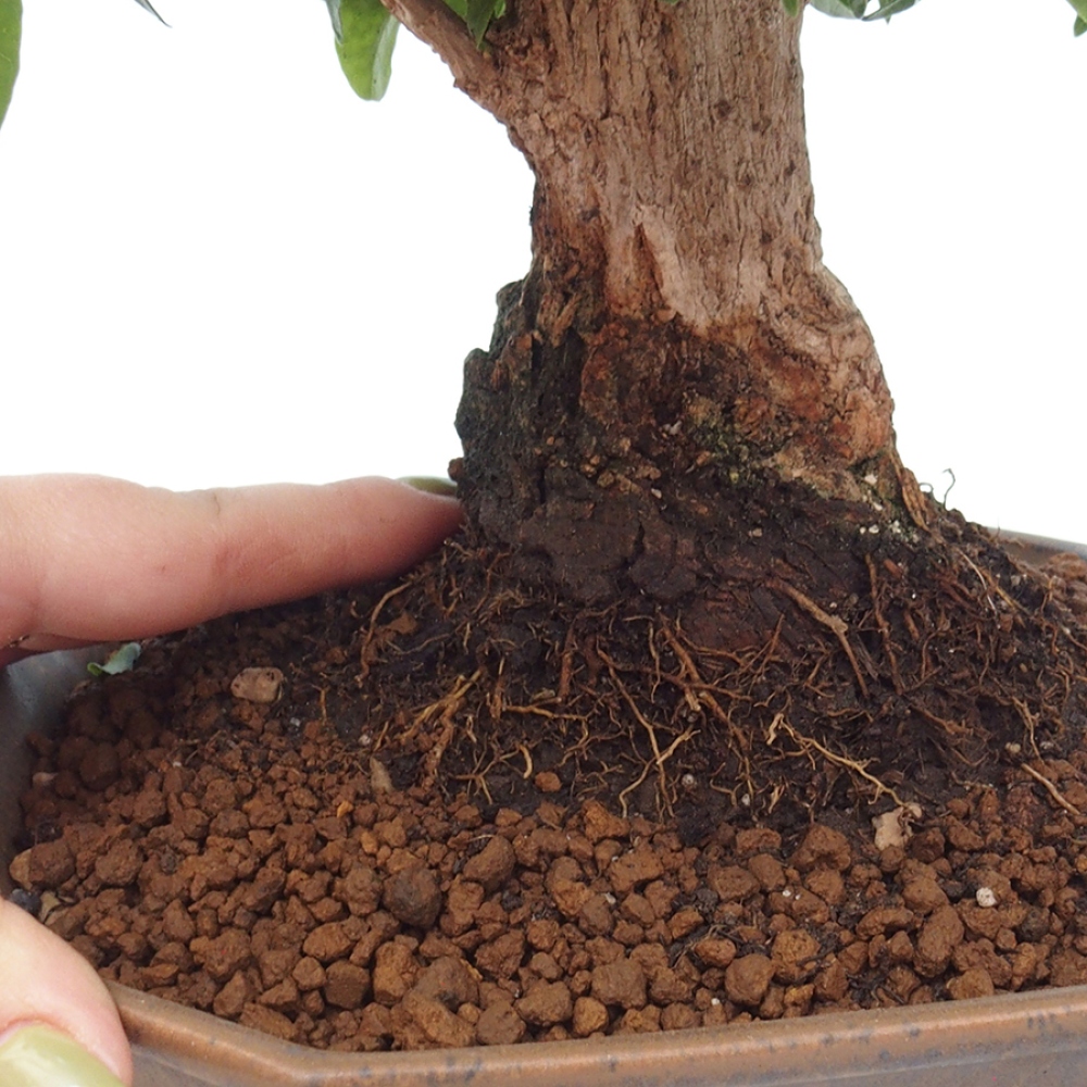 Bonsai do wnętrz - Bouganwilea
