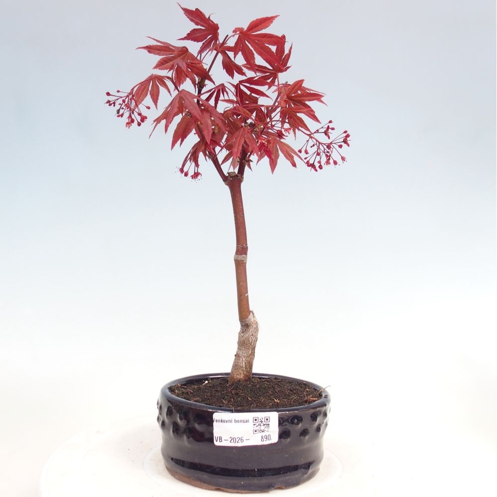 Bonsai na zewnątrz - Palma Acer. Atropurpureum-Javor palmate