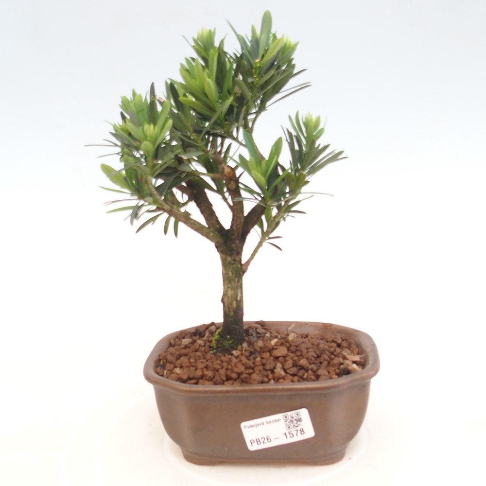 Pokój bonsai - Podocarpus - Kamienny cis