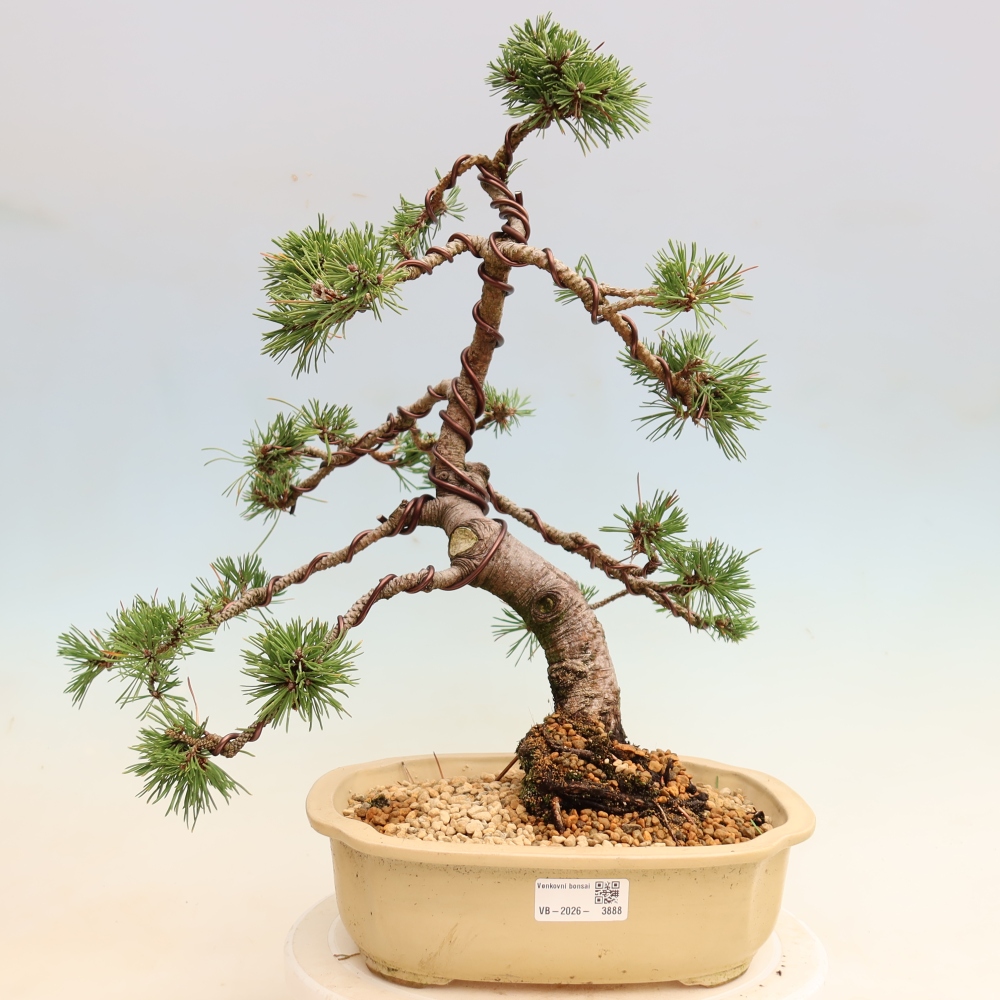 Bonsai ogrodowe – Pinus mugo Humpy – sosna karłowata