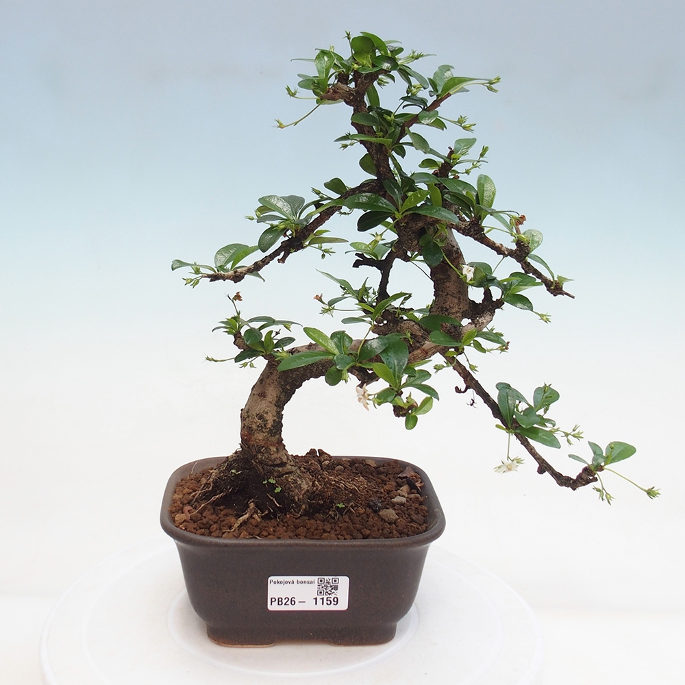 Bonsai pokojowe - Carmona macrophylla - Tea fuki