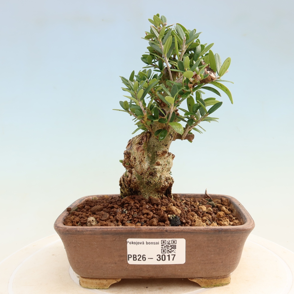 Bonsai do wnętrz - Olea europaea sylvestris