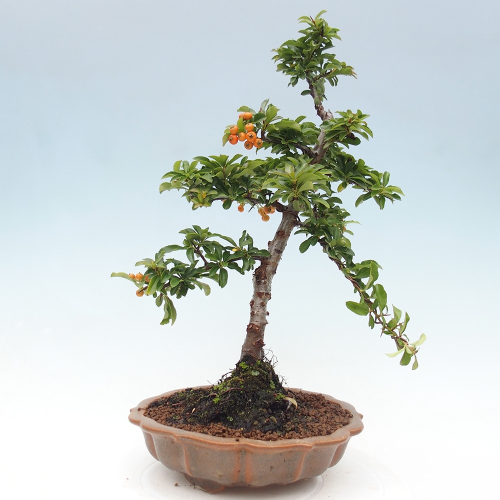 Outdoor bonsai-Pyracantha Teton -Hlox