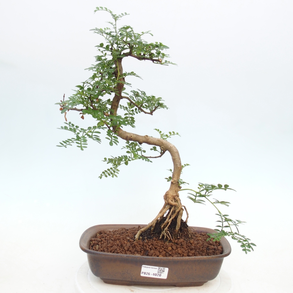 Pokój bonsai - Zantoxylum piperitum - drzewo pieprzowe