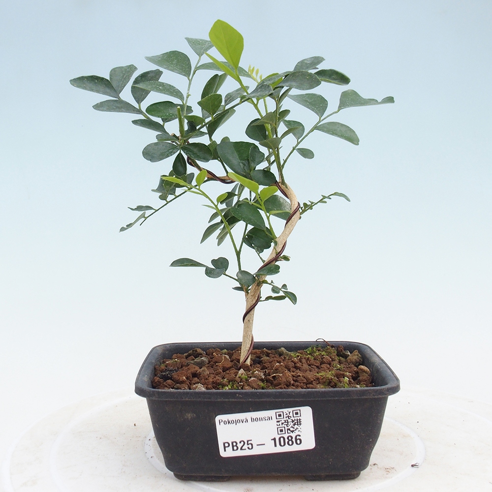 Pokój bonsai - Muraya paniculata