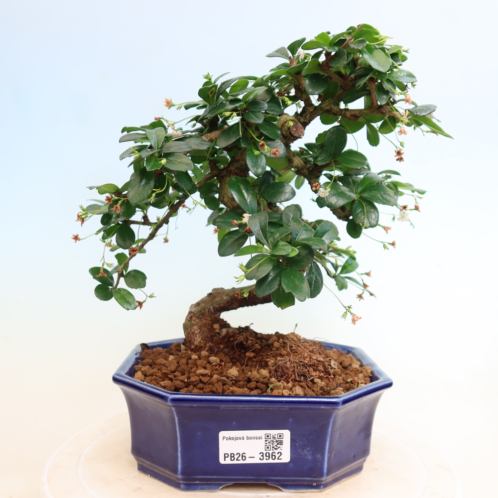 Bonsai pokojowe - Carmona macrophylla - Tea fuki