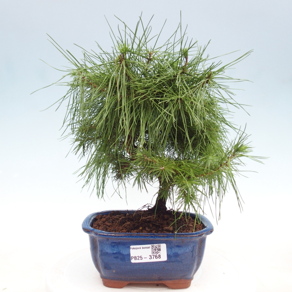 Pokój bonsai - Pinus halepensis - Sosna z Aleppo
