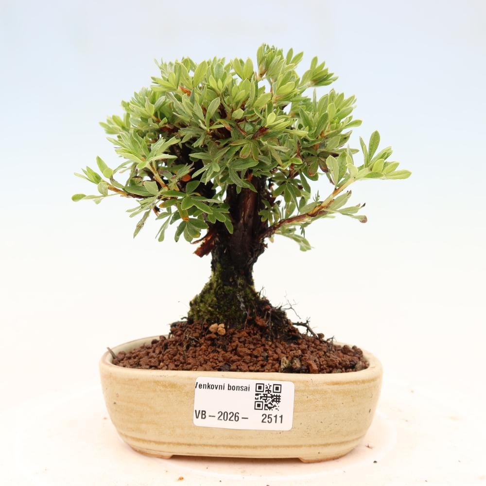 Bonsai zewnętrzne - Potentila fruticosa