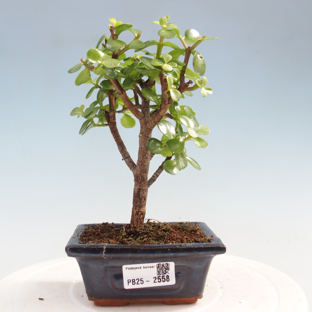 Kryty bonsai - Portulakaria Afra - Tlustice