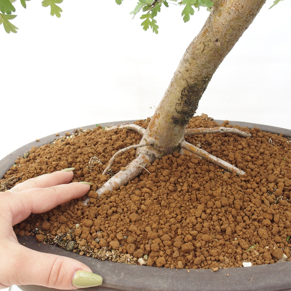 Bonsai zewnętrzne - Głóg - Crataegus monogyna