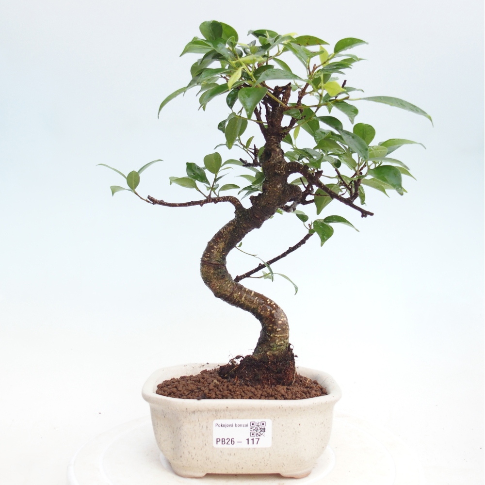 Pokój bonsai - Ficus retusa - figowiec drobnolistny