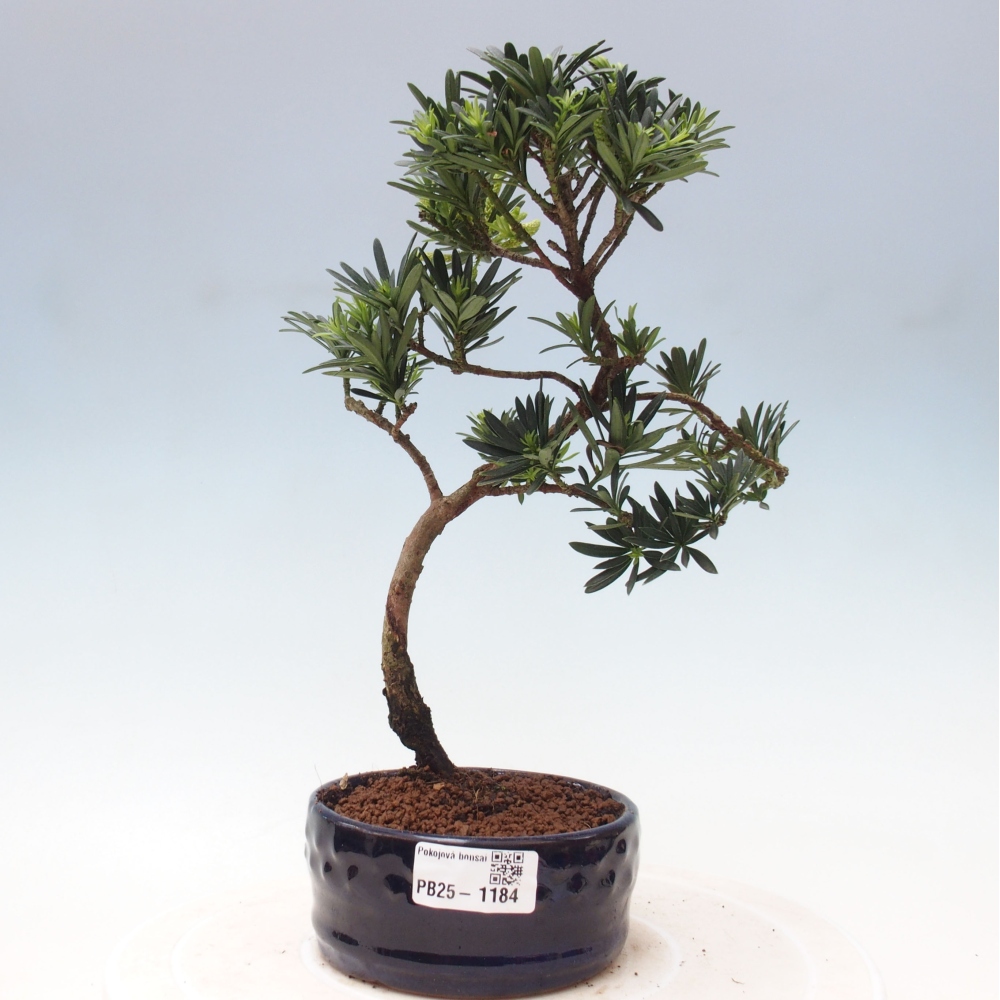 Kryty bonsai - Podocarpus - Kamień tys