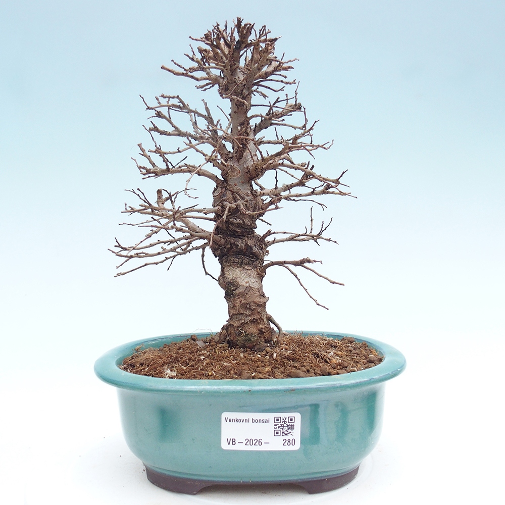 Bonsai zewnętrzne - Zelkova - Zelkova NIRE