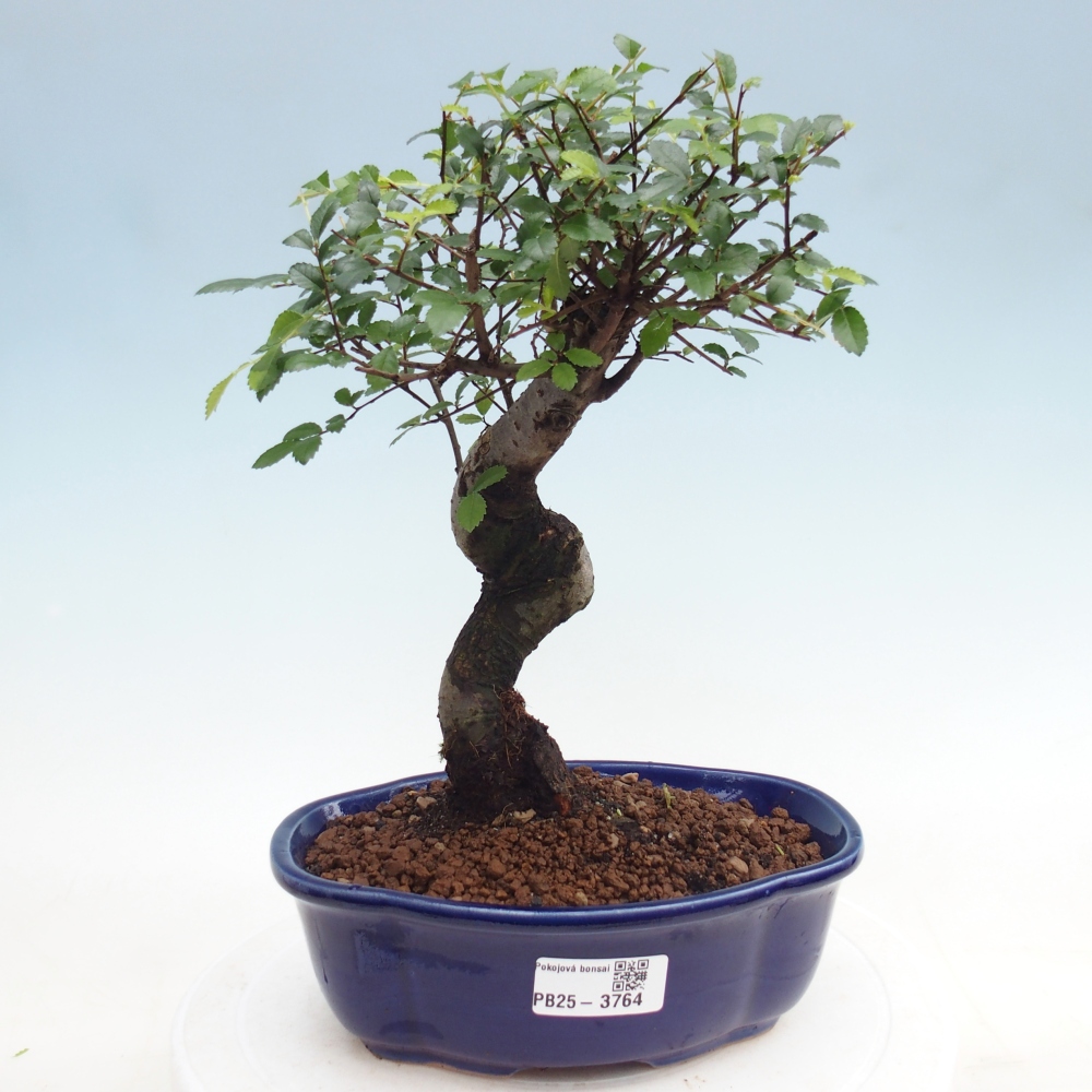 Pokój bonsai - Ulmus parvifolia - Wiąz drobnolistny