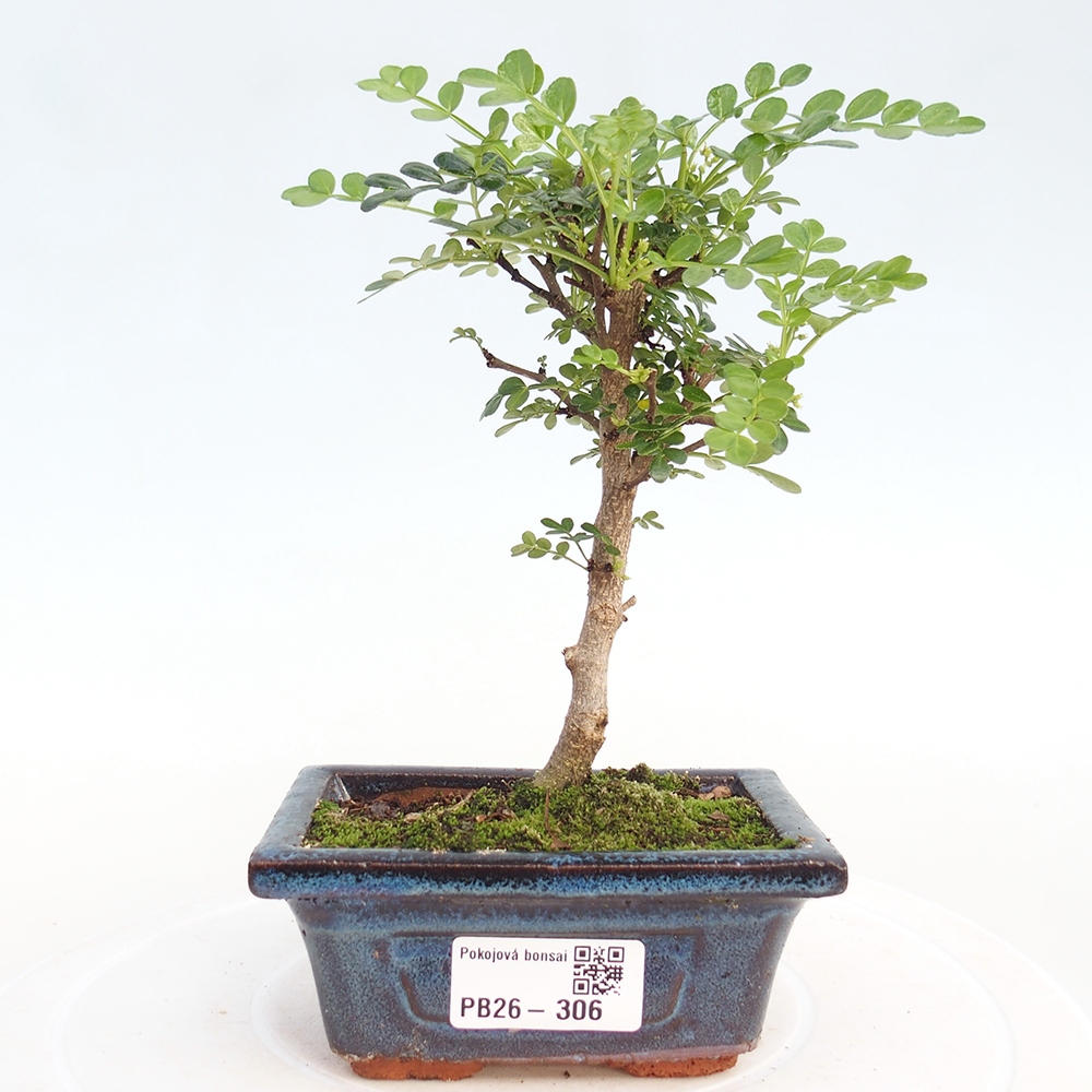 Pokój bonsai - Zantoxylum piperitum - drzewo pieprzowe