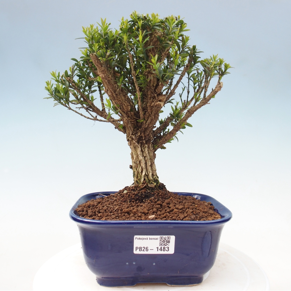 Pokój bonsai - Buxus harlandii - buxus korkowy