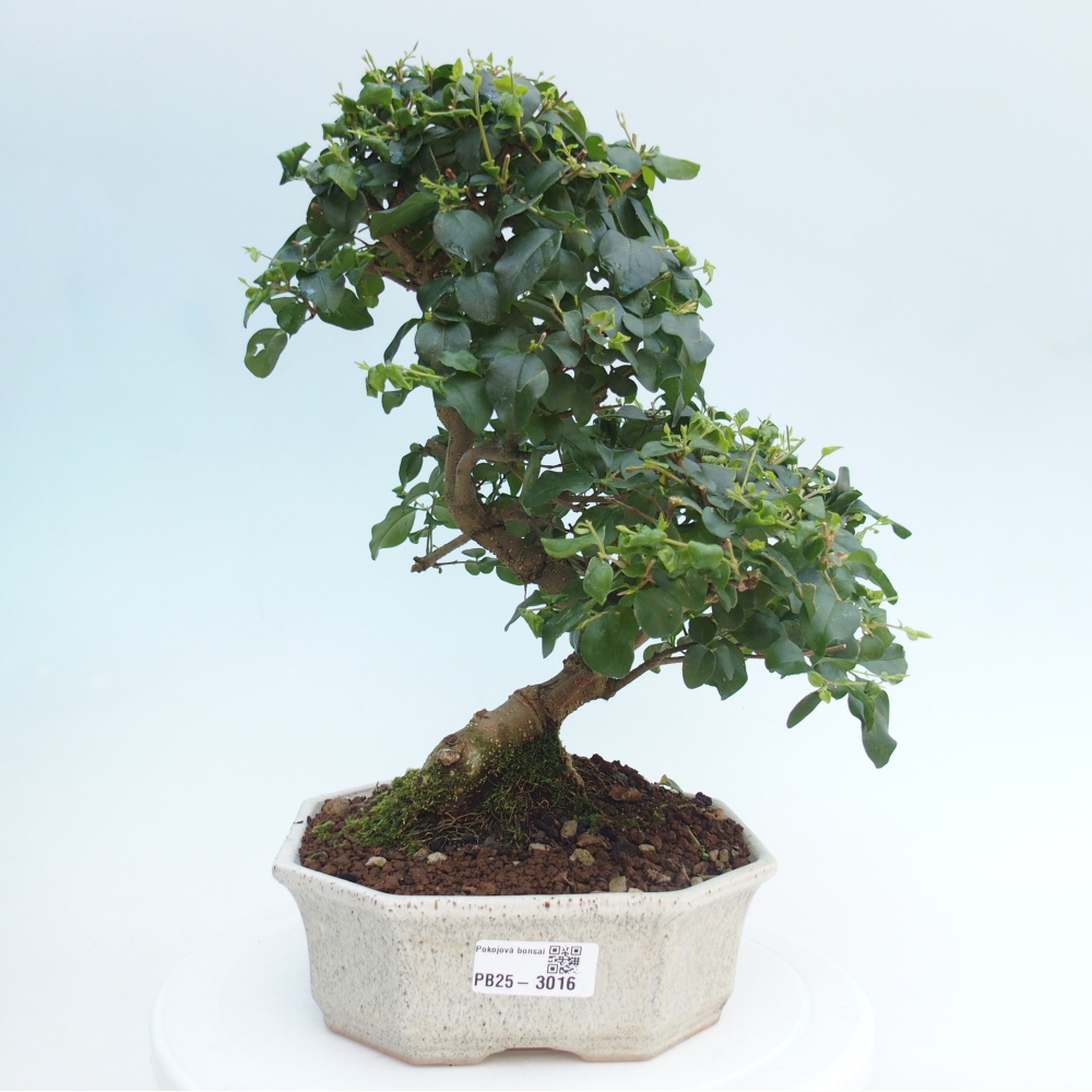 Indoor bonsai -Ligustrum chinensis - dziób ptaka