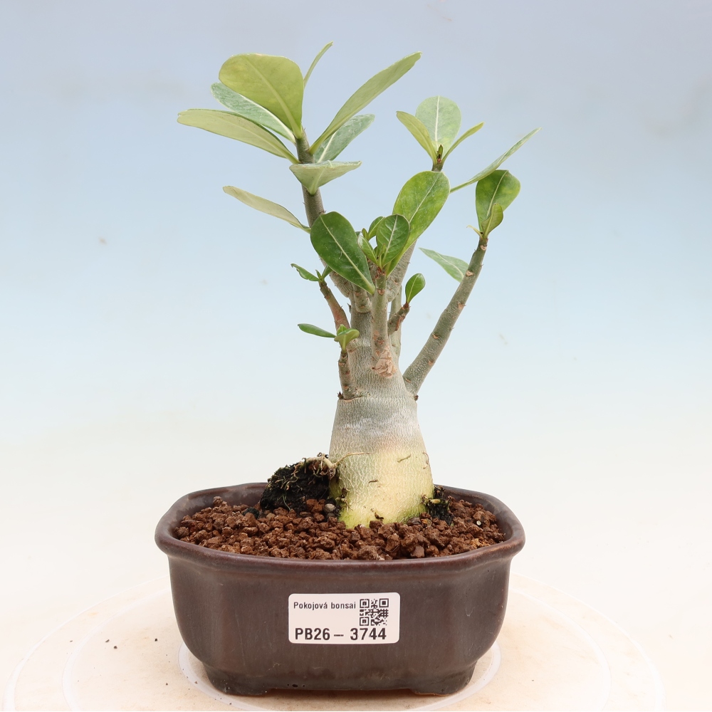 Bonsai pokojowe – Adenium obesum Red Star – Róża pustynna