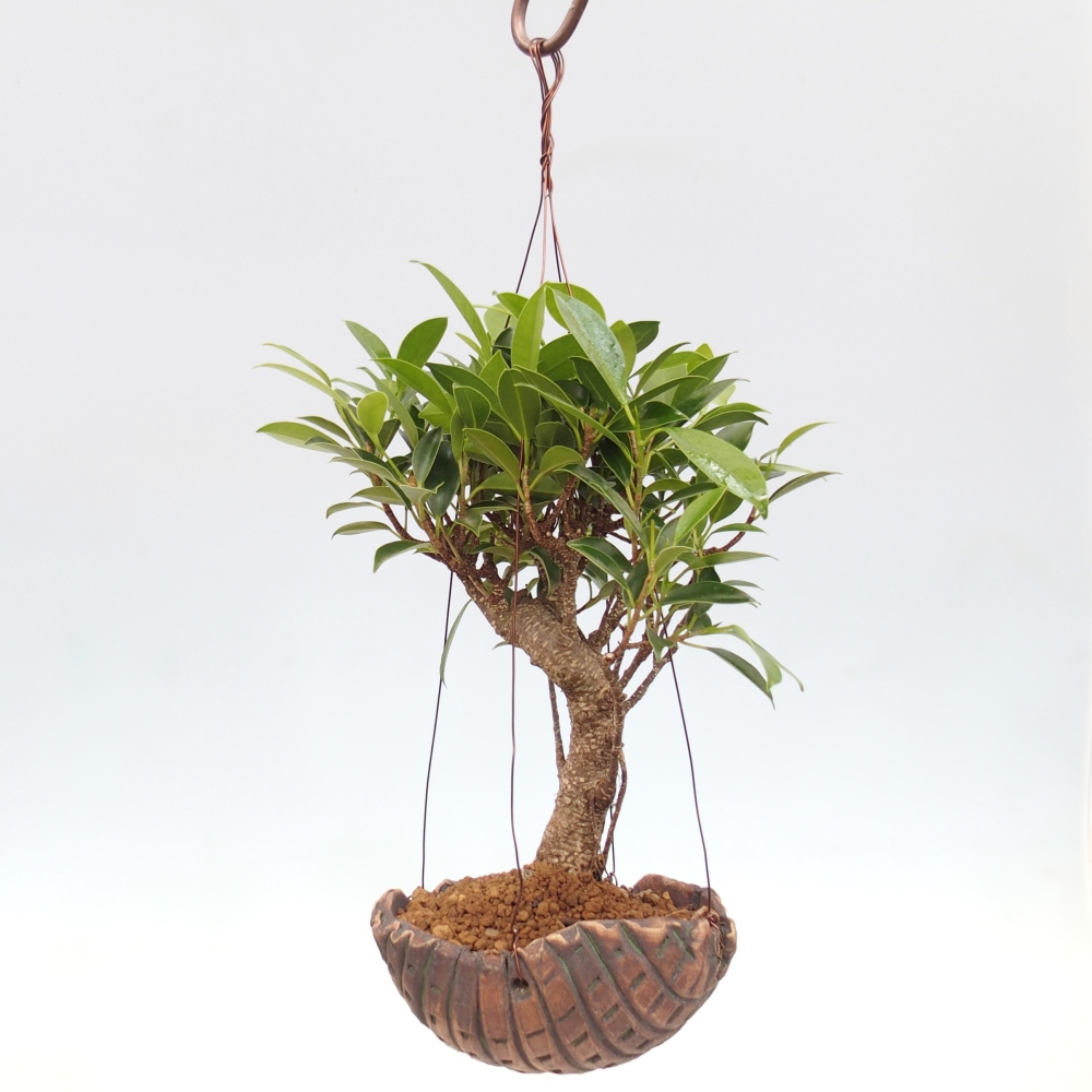 Kokedama w ceramice - figowiec drobnolistny - Ficus kimmen