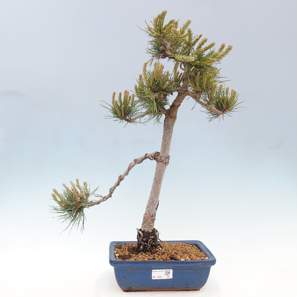 Outdoor bonsai - Pinus Sylvestris - sosna zwyczajna