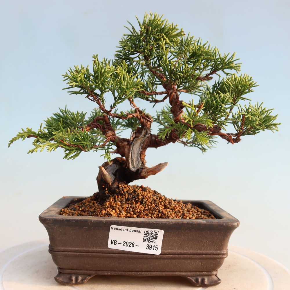 Outdoor bonsai - Juniperus chinensis Itoigawa - Jałowiec chiński
